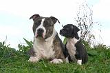 AMSTAFF  ADULT & PUPPIES 092